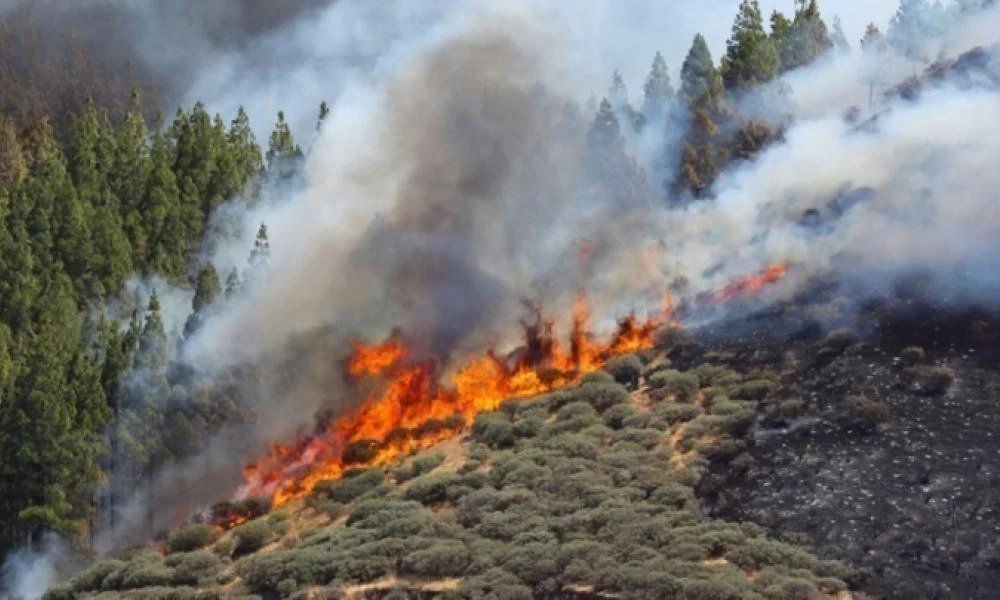 Φωτιά στην περιοχή Μεγάλα Πεύκα Κερατέας